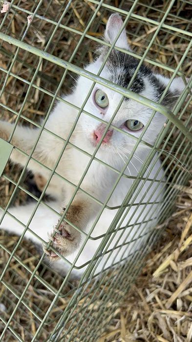 Okazja, bardzo potrzebuje swego człowieka