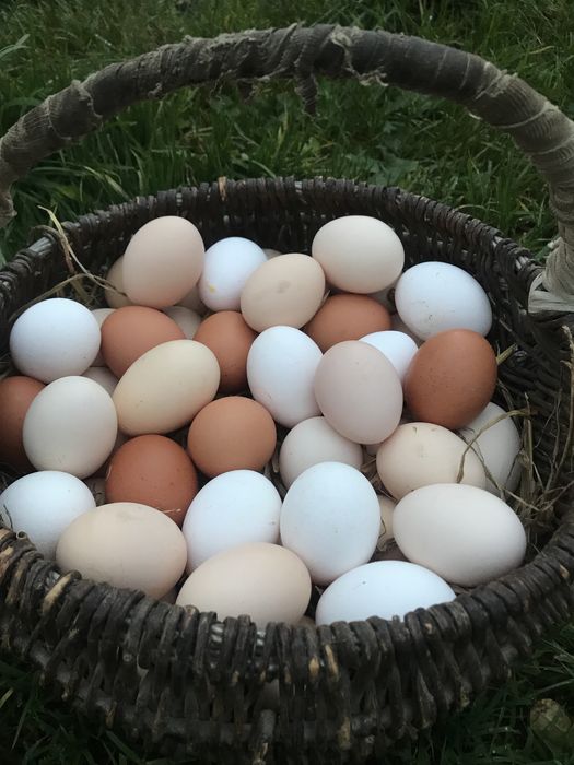 Jajka wiejskie z Marysina