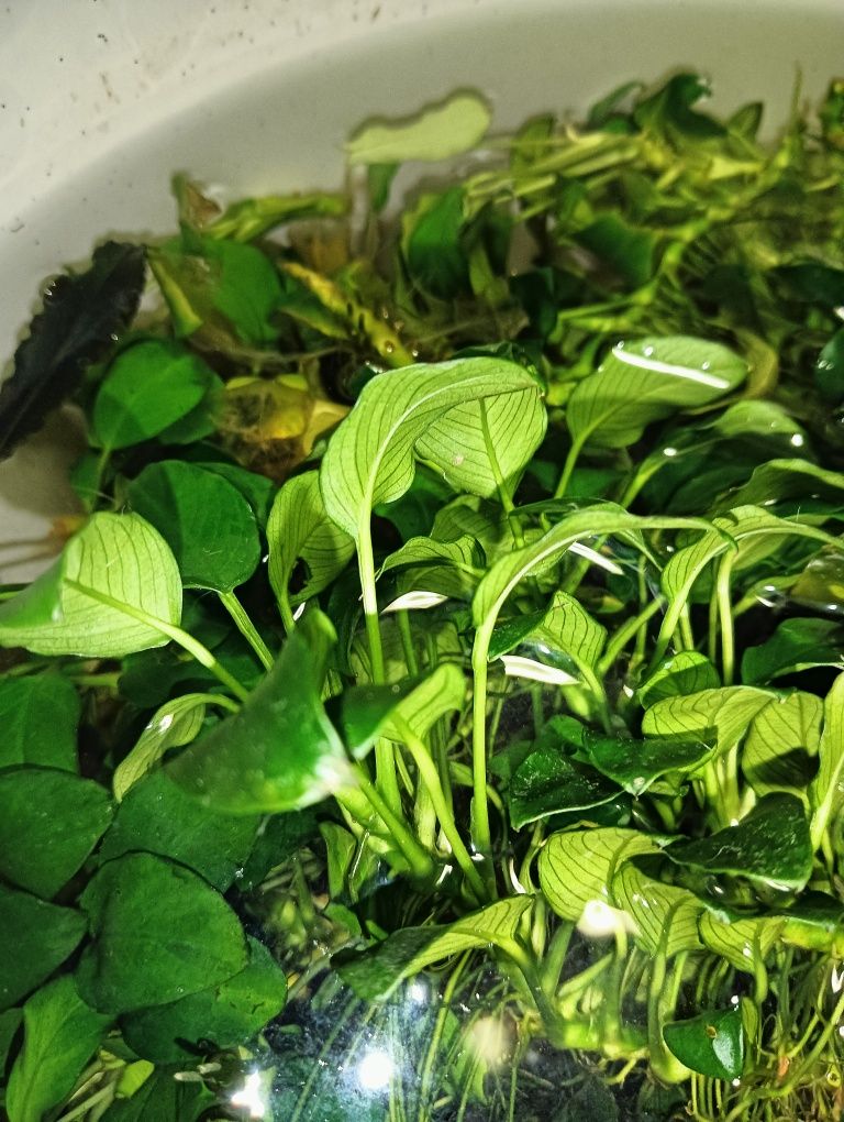 Plantas de Aquario