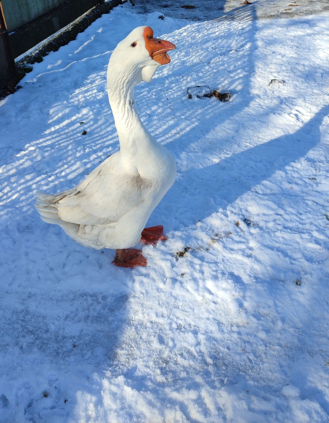 Гуси    Холмогори