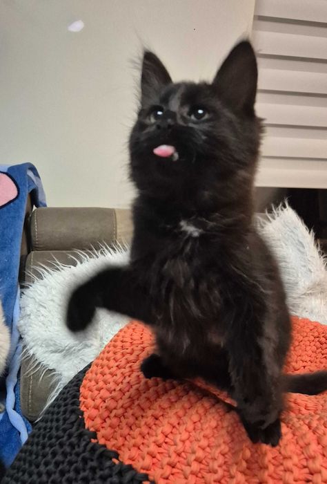 OSTATNI Czarny Syberyjski Kocurek rodowód FPL