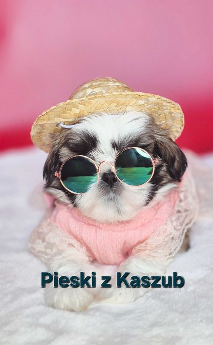 Shih-tzu Ost. dziewczynka do rezerwacji z Hodowli Pieski z Kaszub