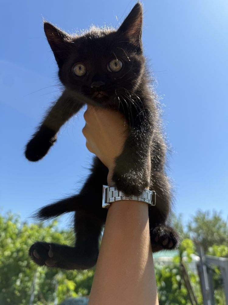 Отдам котят в хорошие руки
