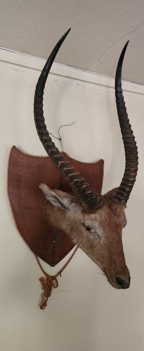 Artigo africano de decoração muito bonito em bonito estado.