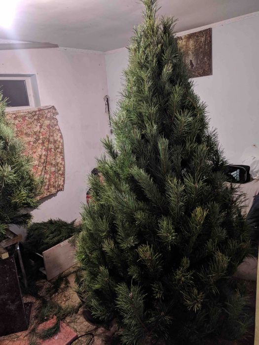 Ялинка набірна жива сосна (гостомель горенка буча ірпінь ворзель київ)