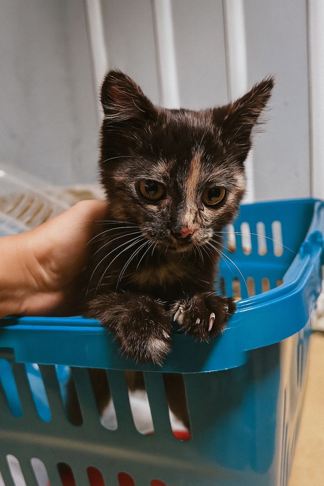 Котенок в добрые руки (девочка)