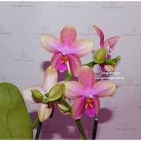 Продаю орхидею ліодоро