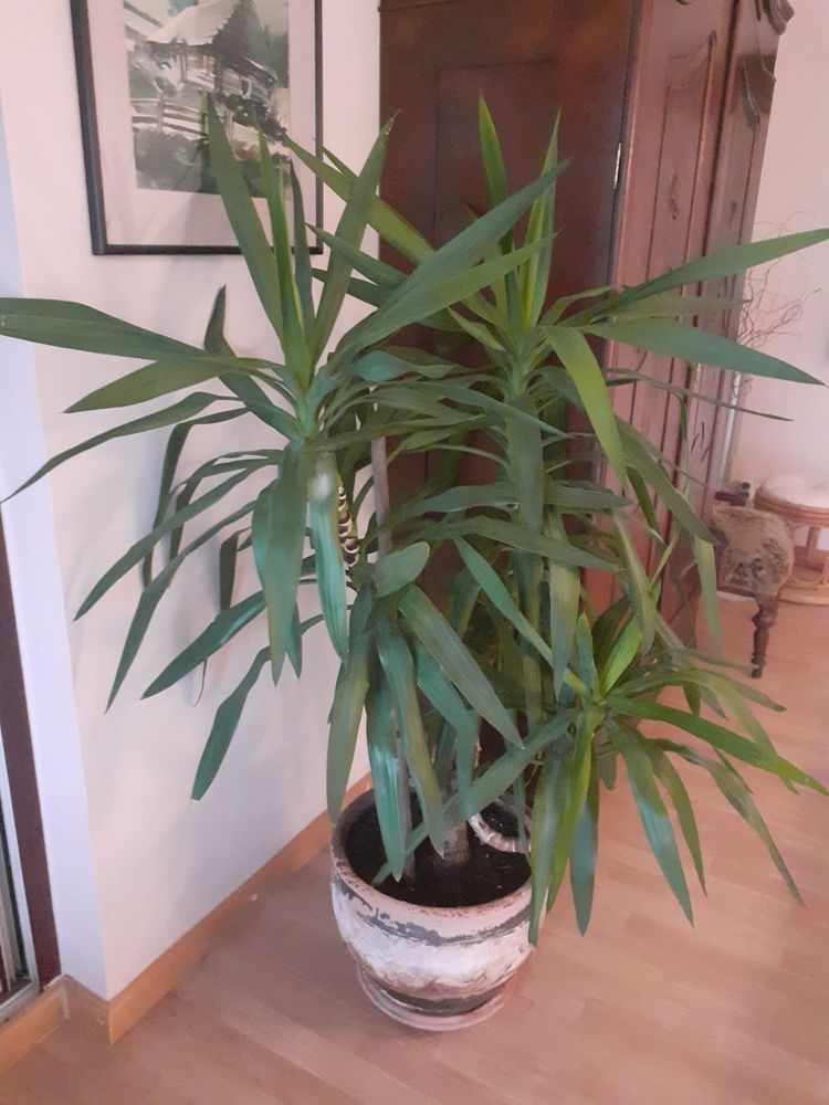 Drzewo Juka z donica ceramiczna, 150 cm wysokości