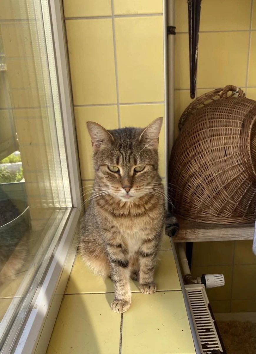 Kocia seniorka Nubia do adopcji dla spokojnych ludzi
