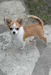 Chihuahua malutki piesek długowłosy ZKwP/FCI