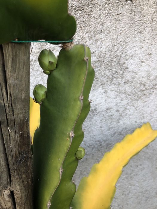 Promočão Estacas de pitaias rosa e branca