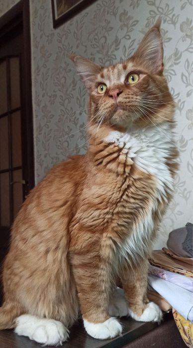 Пропав котик мейн кун Рижуля