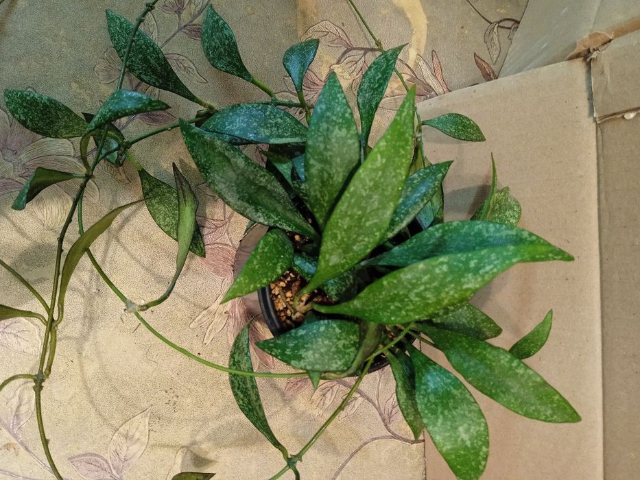 Хойї сортові зрізи