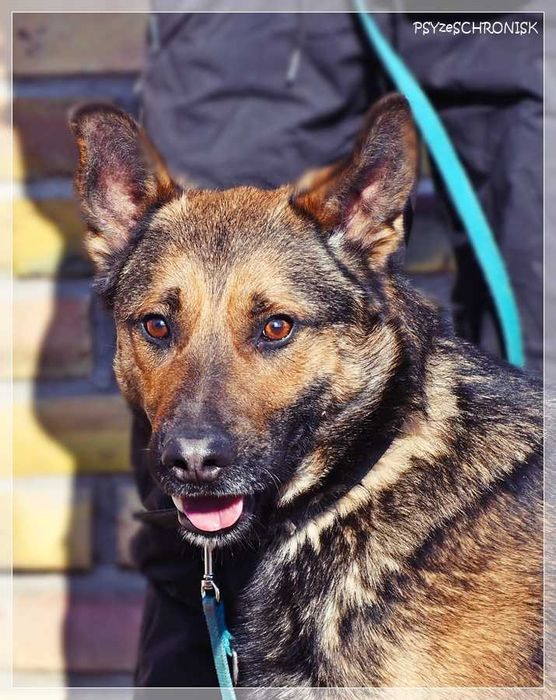 Morgi - pozwól mi kochać i być kochanym