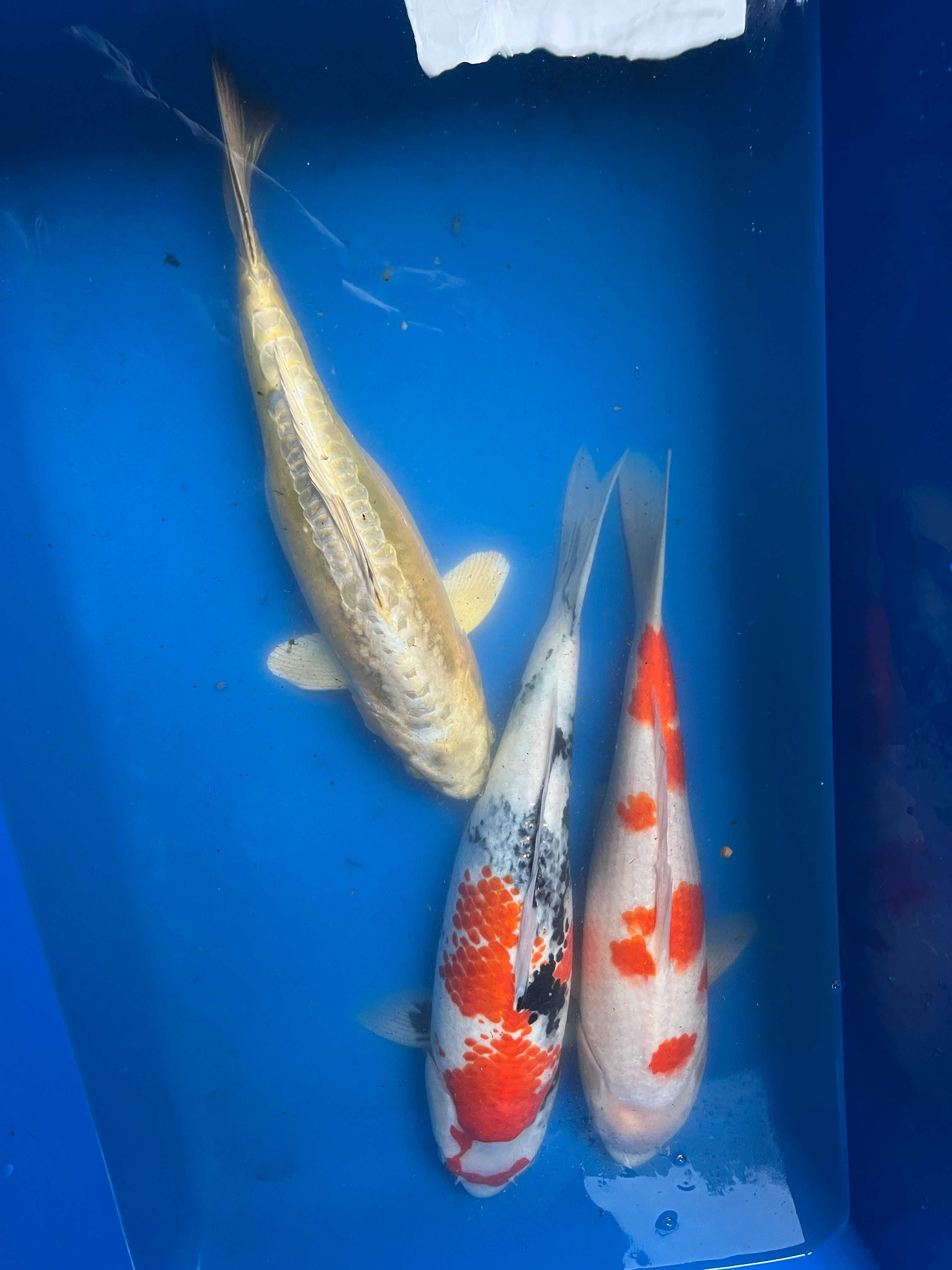 Oryginalne Karpie Koi