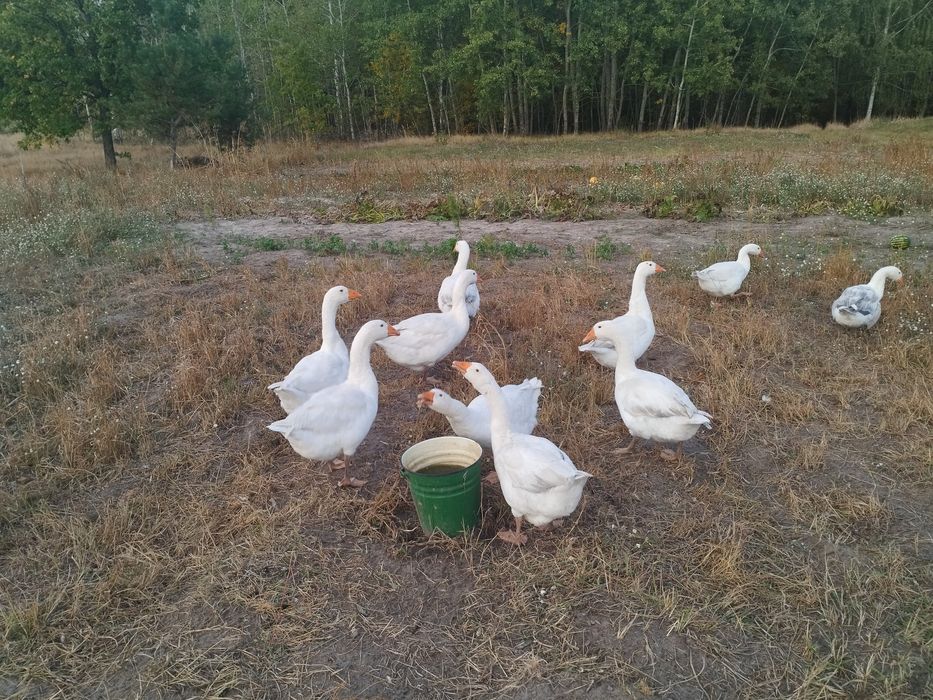Продам мясо гуся, бройлера, индоутки