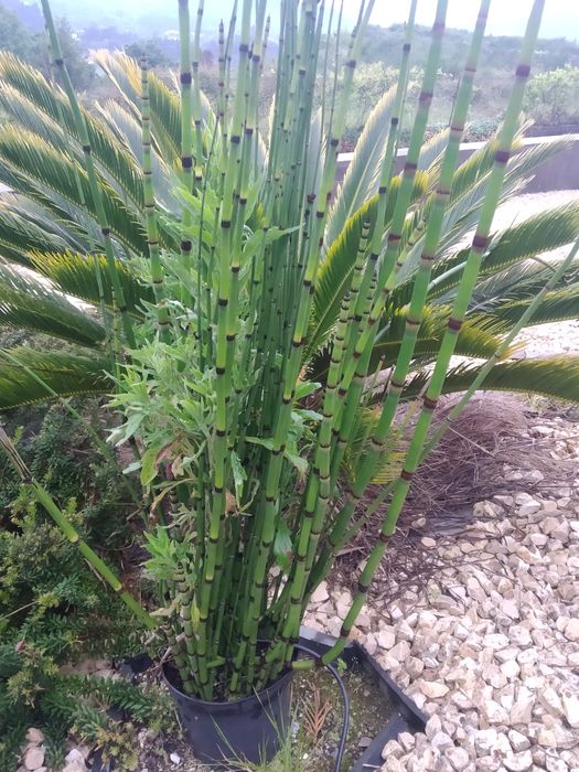 Canas cavalinha  jardim