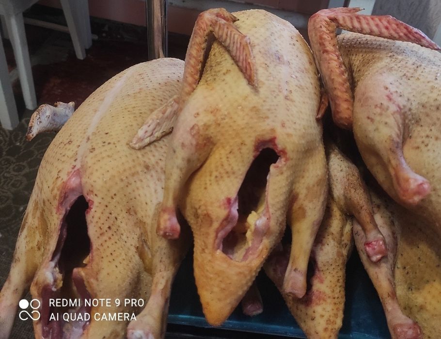 Домашнее мясо уток