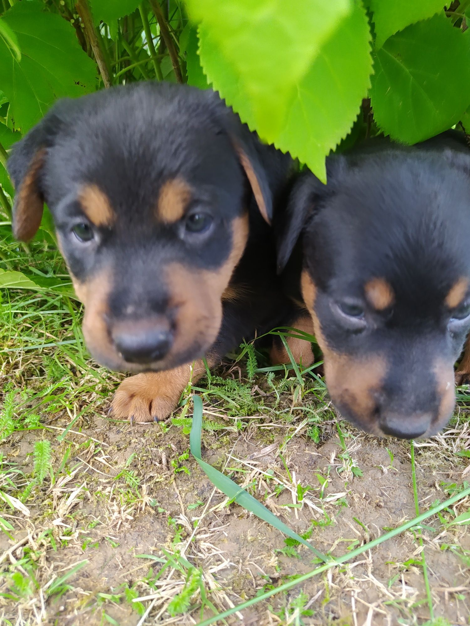Oddam pieski terrier niemiecki