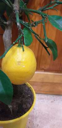 Цитрус лимон сорт Мейера,цветет.