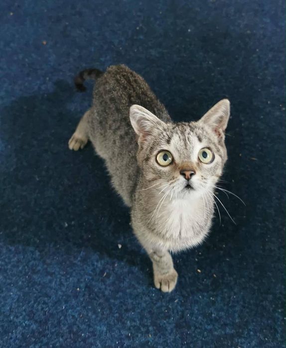 Киця в добрі руки!