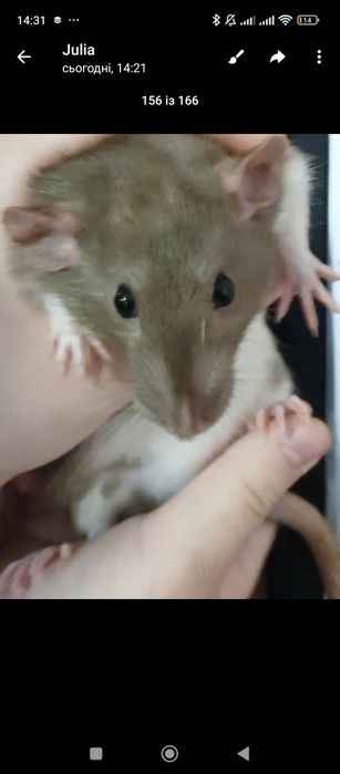 Домашні щурики люблять людей