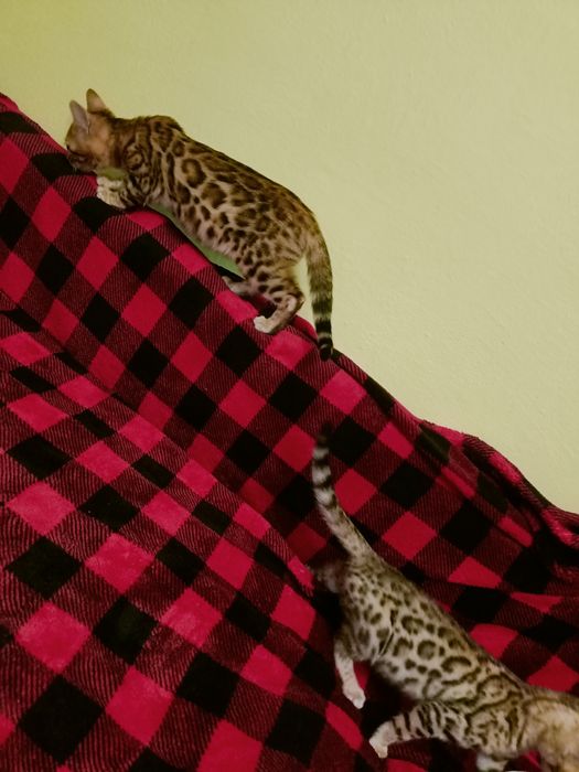 Бенгальці Bengali 2 розкішні клубні дівчинки