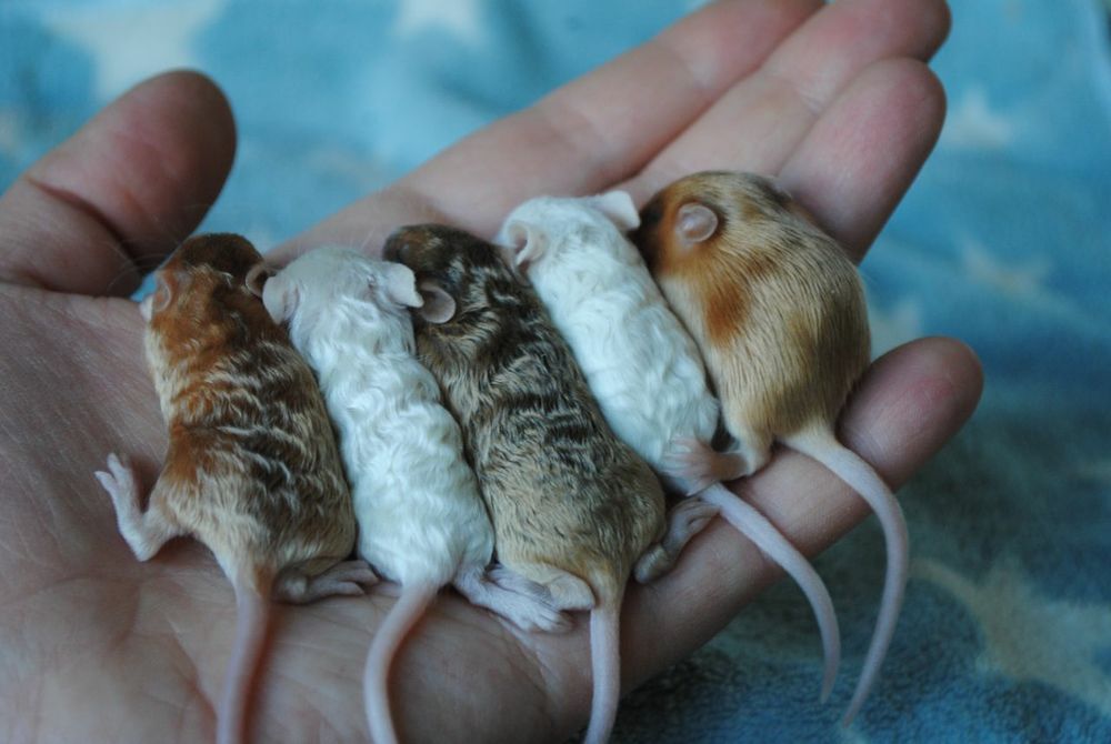 Сатиновые мышки, длинношерстные кучерявые мыши