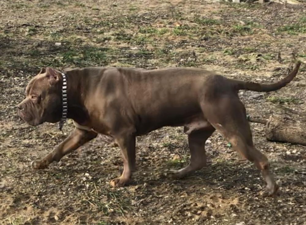 American Bully xl