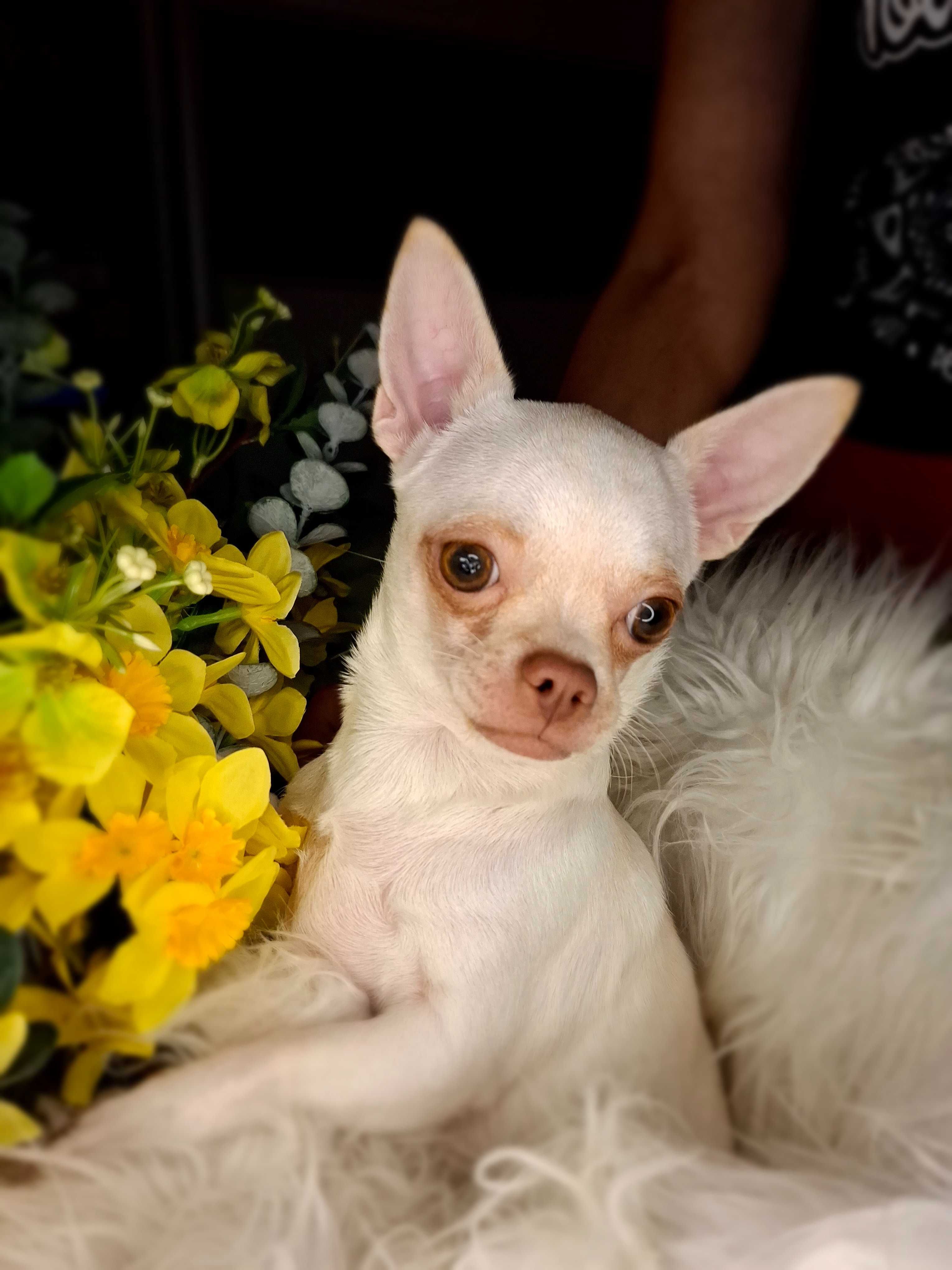 Przepiękna sunia chihuahua