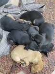 Cachorros para adoção
