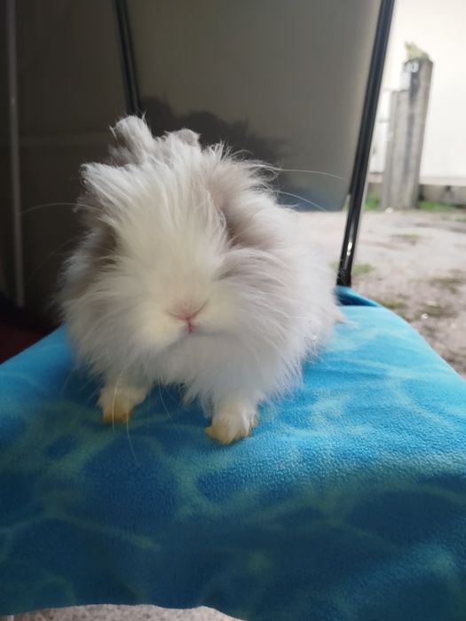 Coelhinha com parque