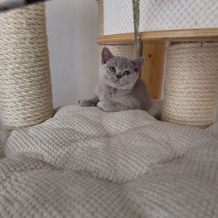Kocur Brytyjski liliowy gotowy do odbioru