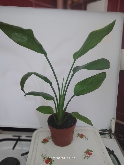 Фатсія,Спатіфілум крисивої варієгатності і інші рослини.і