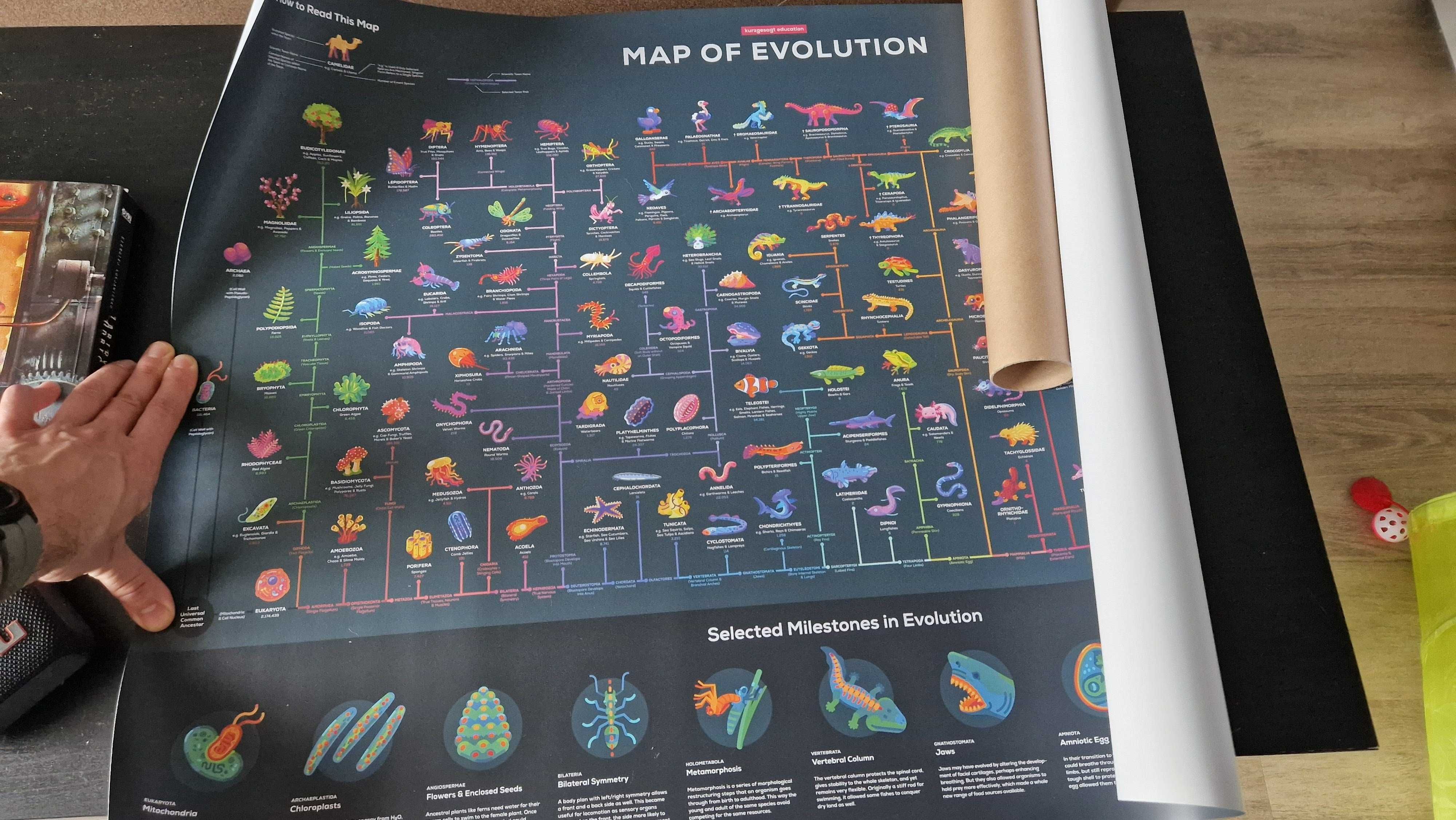 Plakat naukowy - Map of Evolution - Kursgesagt
