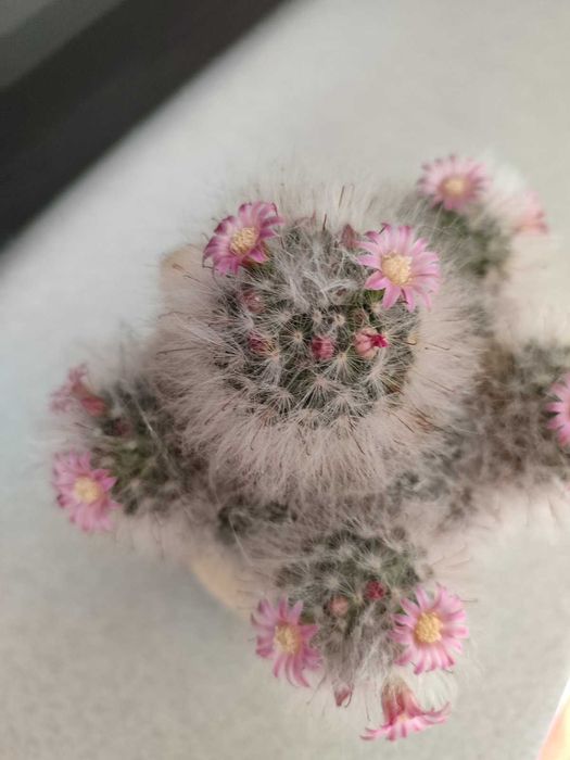 Кактуси-пухнасті колобочки ДИВИТИСЬ ОПИС!