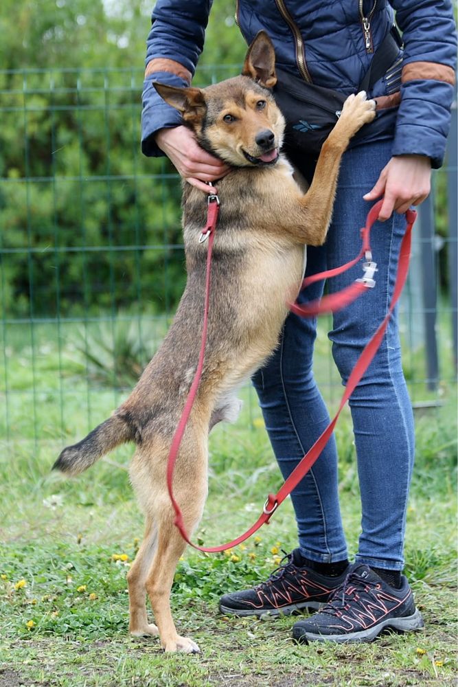 Kochany, młodziutki Basterek do poleca się do adopcji