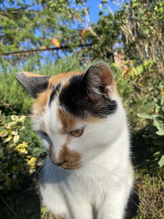 Koteczka-piękna i łagodna , kiedyś miała dom a teraz szuka schronienia