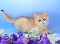 Эклер сладкий котик британская золотая шиншилла