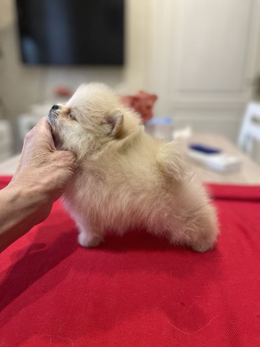 Хлопчик Померанского Шпіца міні, КСУ!