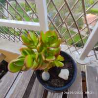 Crassula ovata- Planta de jade