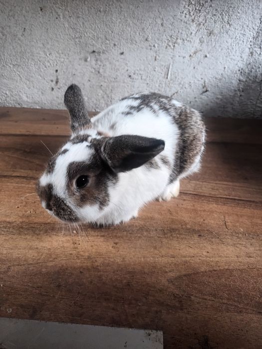 Królik karzełek samiec