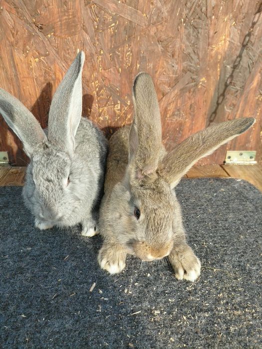 króliki olbrzymy belgijskie