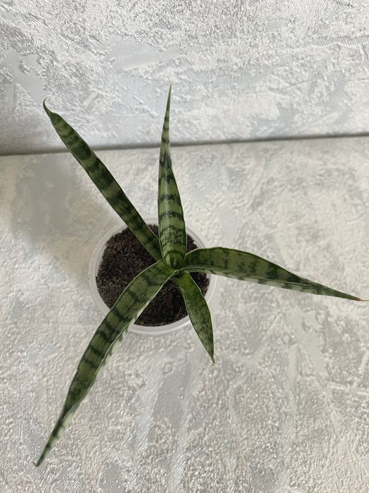 Сансевєра, санса, сансевʼєрія