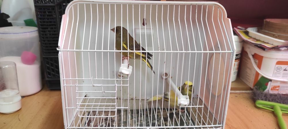 Cedo casal de verdilhoes de mutação