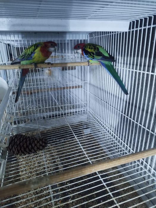 Pássaros de várias raças