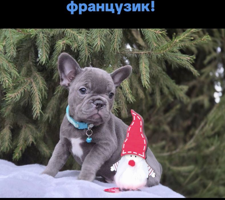 Супер французик мини голубого окраса