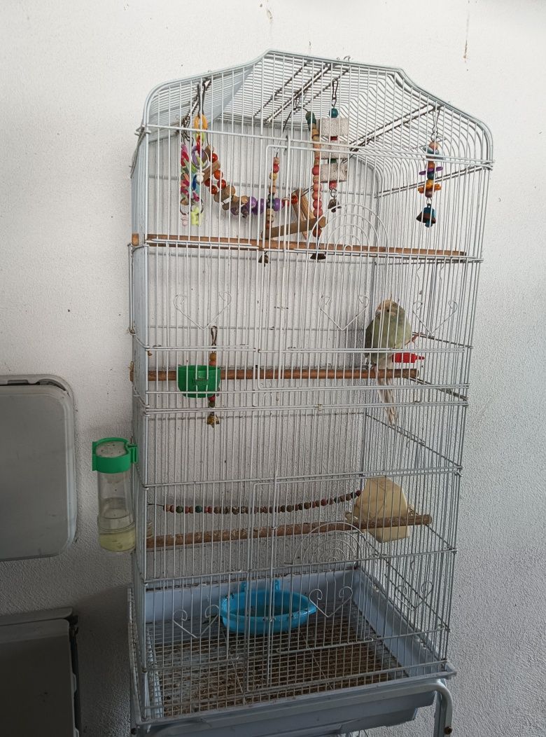 Vários pássaros para cedência 10€