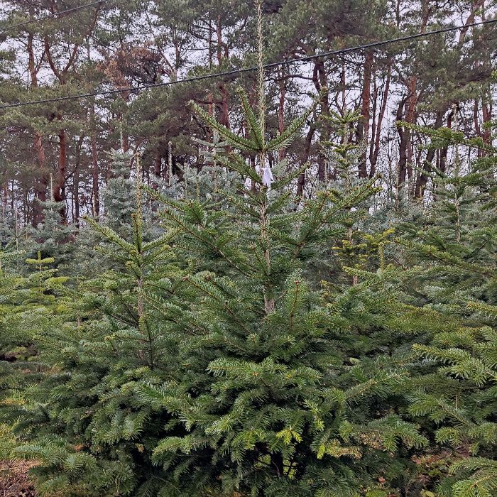 Jodła kaukaska 200 cm rosnąca w donicy