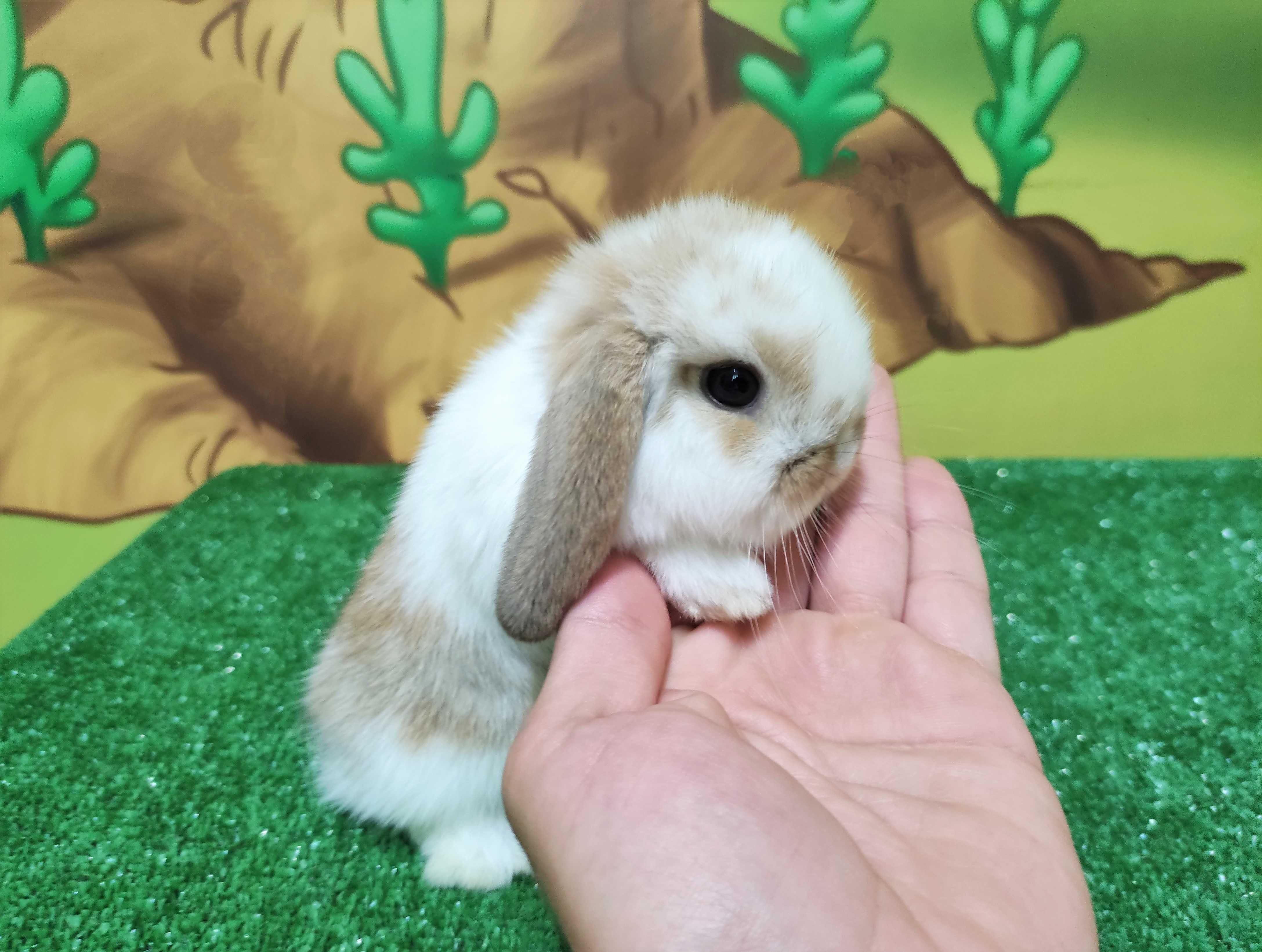 Mini Lop szamczyk biało rudy  królik baranek miniaturka teddy